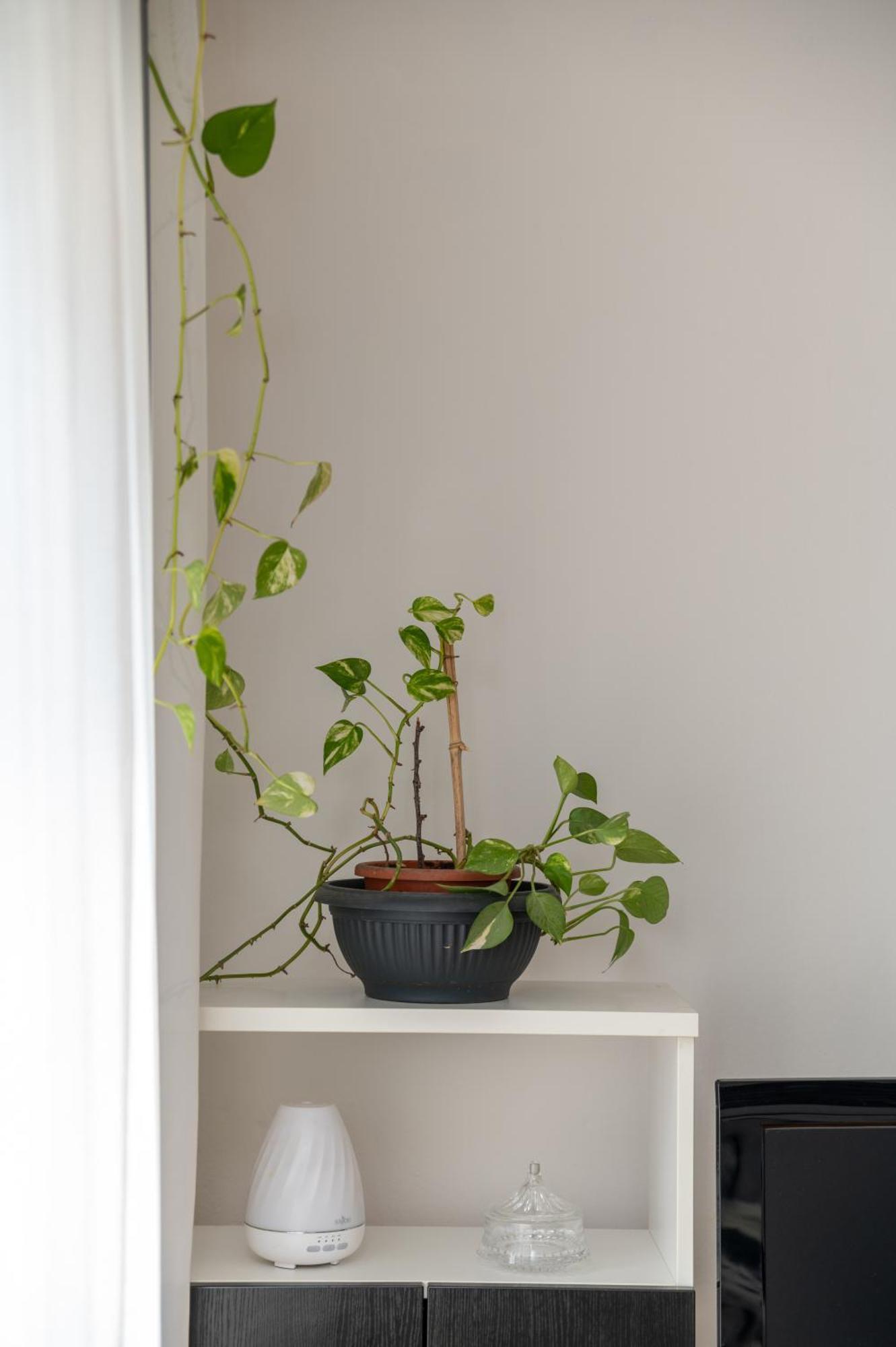 פאז'אנה Apartman Milijana מראה חיצוני תמונה